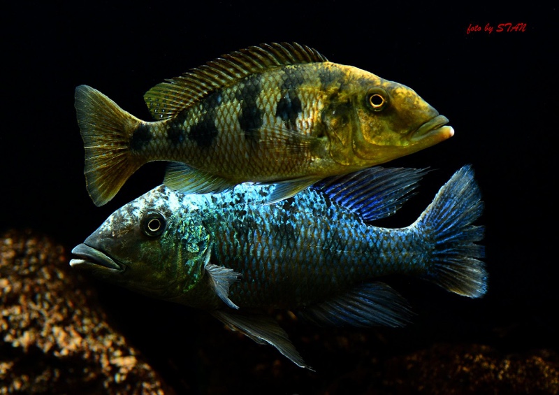 Fossorochromis rostratus